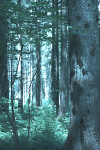 Mystischer Wald Mystischer Wald